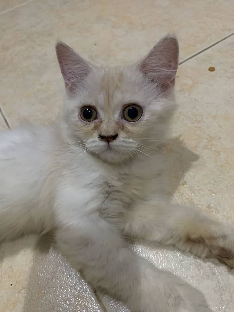 Kitten 2
