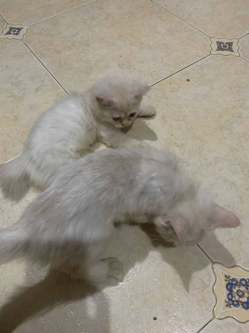 Kitten 3