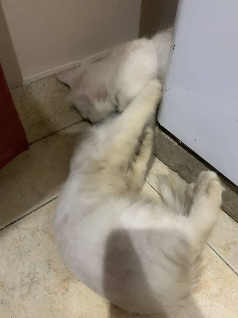 Kitten 4