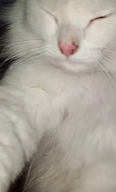 Cat for male