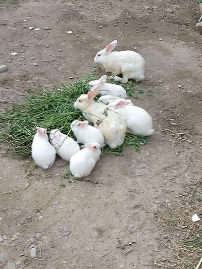 white red eyes rabbit