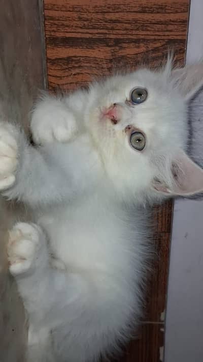 White Persian Kitten