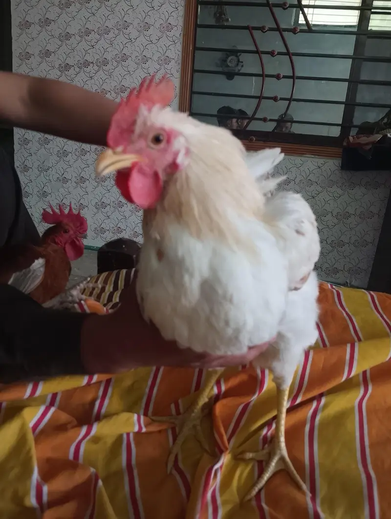 male breed roaster — photo 2