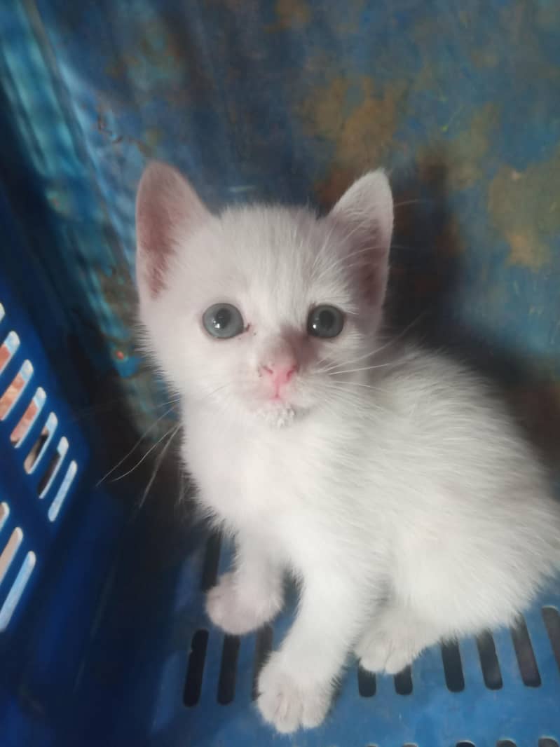 white colur 0
