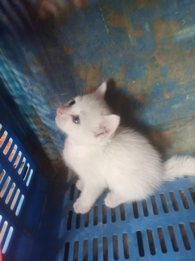 white colur 3
