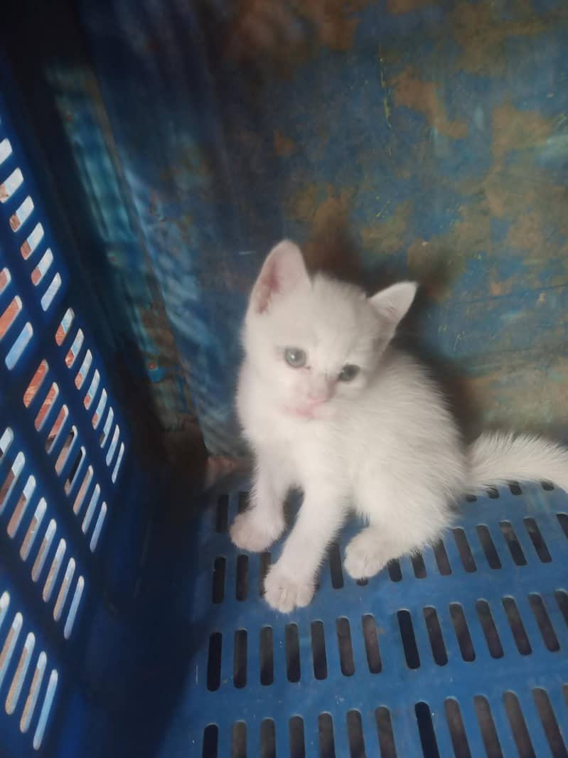 white colur 4