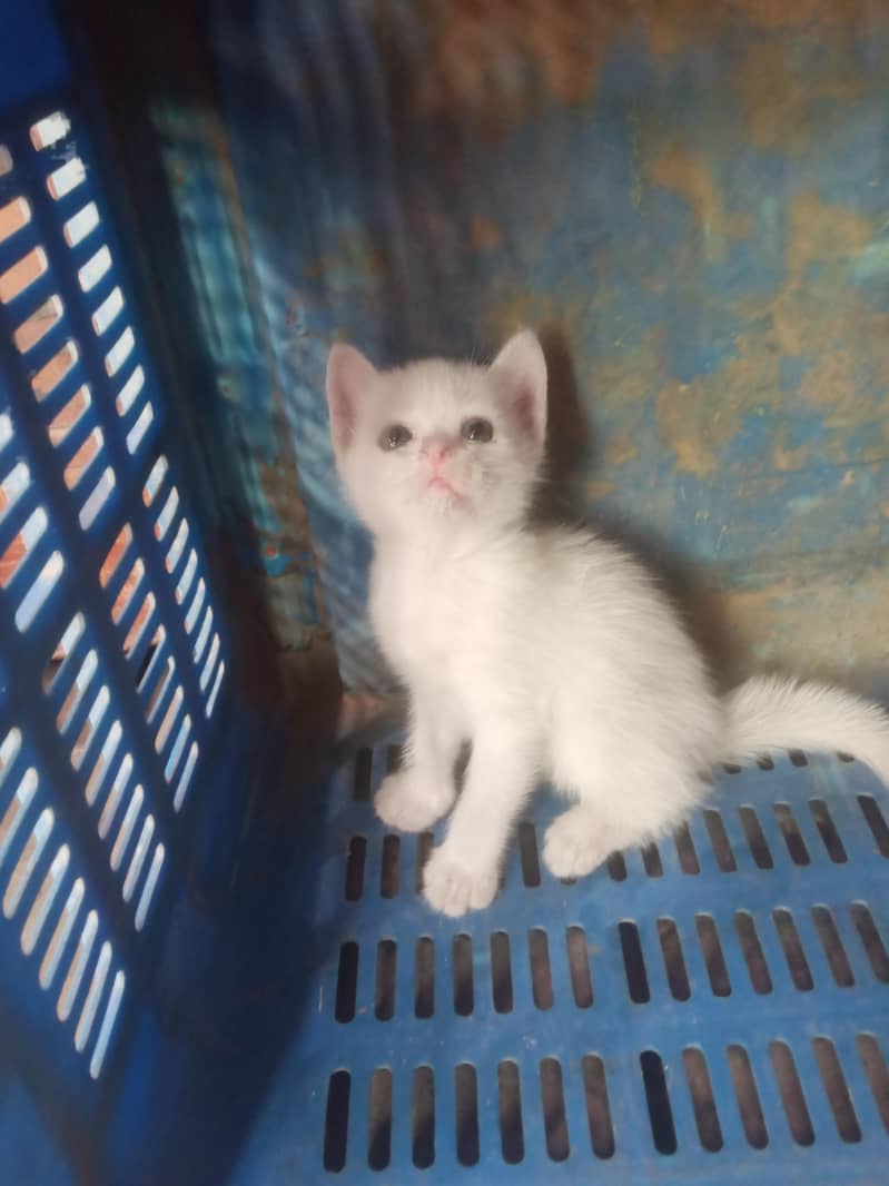 white colur 5