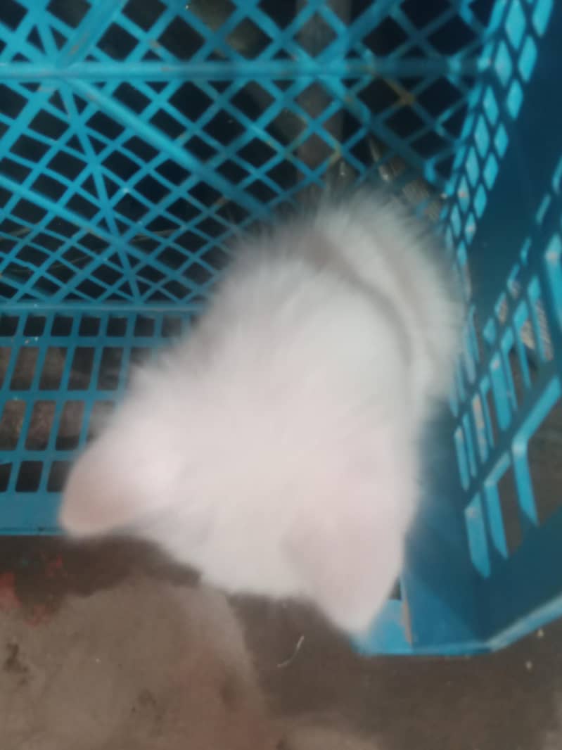 white colur 7