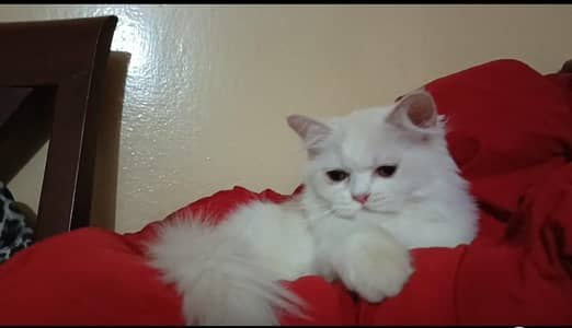 persian kitten /cute kitten | triple coated/ punch face_cute cat