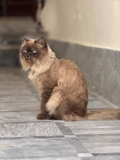 Himallian cat