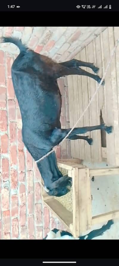 Gabban beetal Sahiwali bakri
