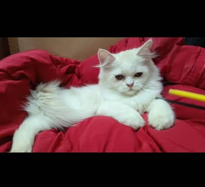 persian kitten /cute kitten | triple coated/ punch face/female/male