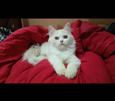 Persian Triple Coated Kittens | Fluffy Kittens | Persian Kittens