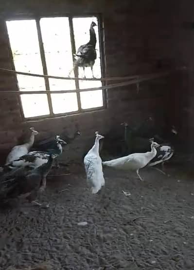 Peacocks (Morr)