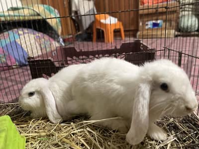 Holland lops ( full white blue eyes) pair
