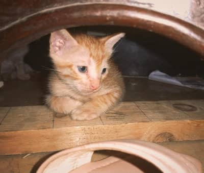 orange trouble makers (kittens i mean)