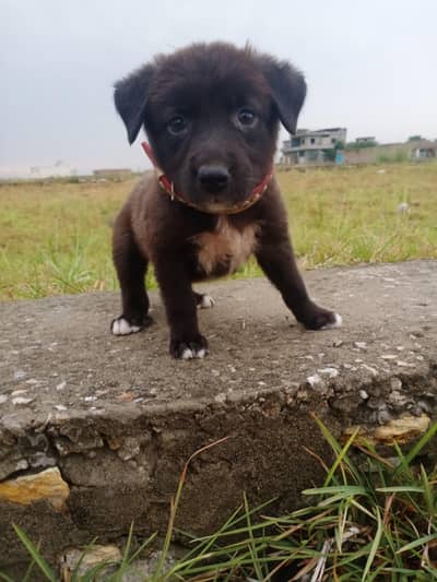 Labrador puppies