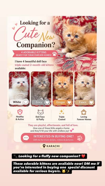  Adorable Triple Coated Persian Kittens for Sale