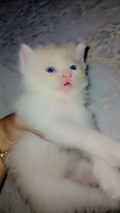Persian male kitten for sale _ 40 days old _ Karachi