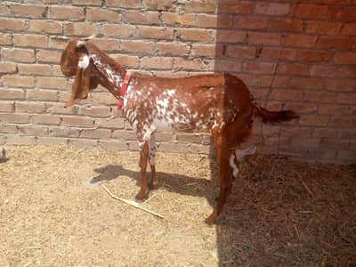 makhi cheeni bakri for sale