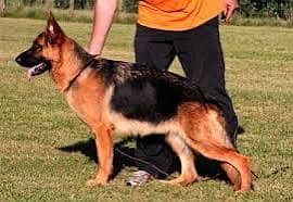 Pink pedigree German shephard Female available for sale top class