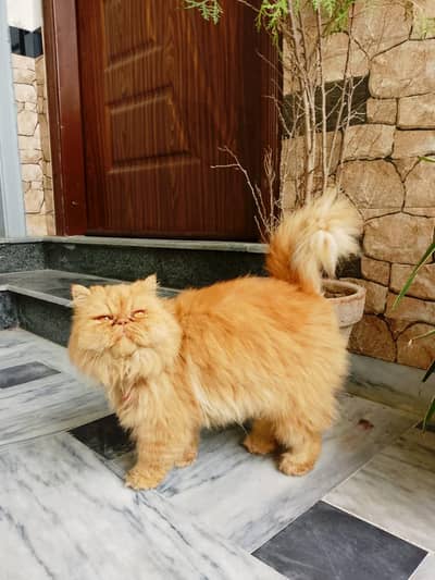 Persian Peki/piki/peke Breeder Female Available For Sale