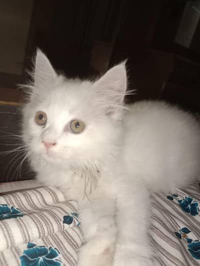 white cat