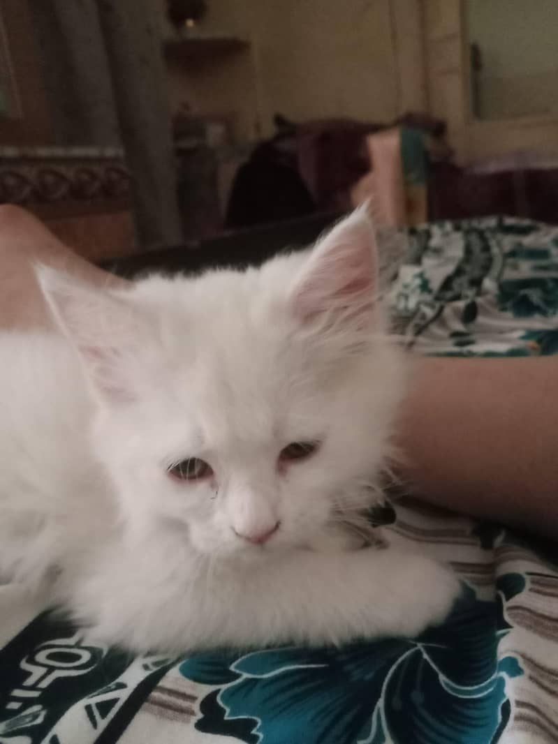 white cat 1