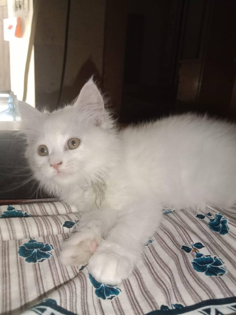 white cat 2