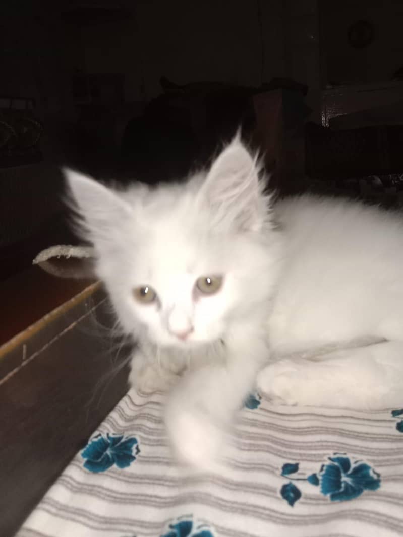 white cat 3