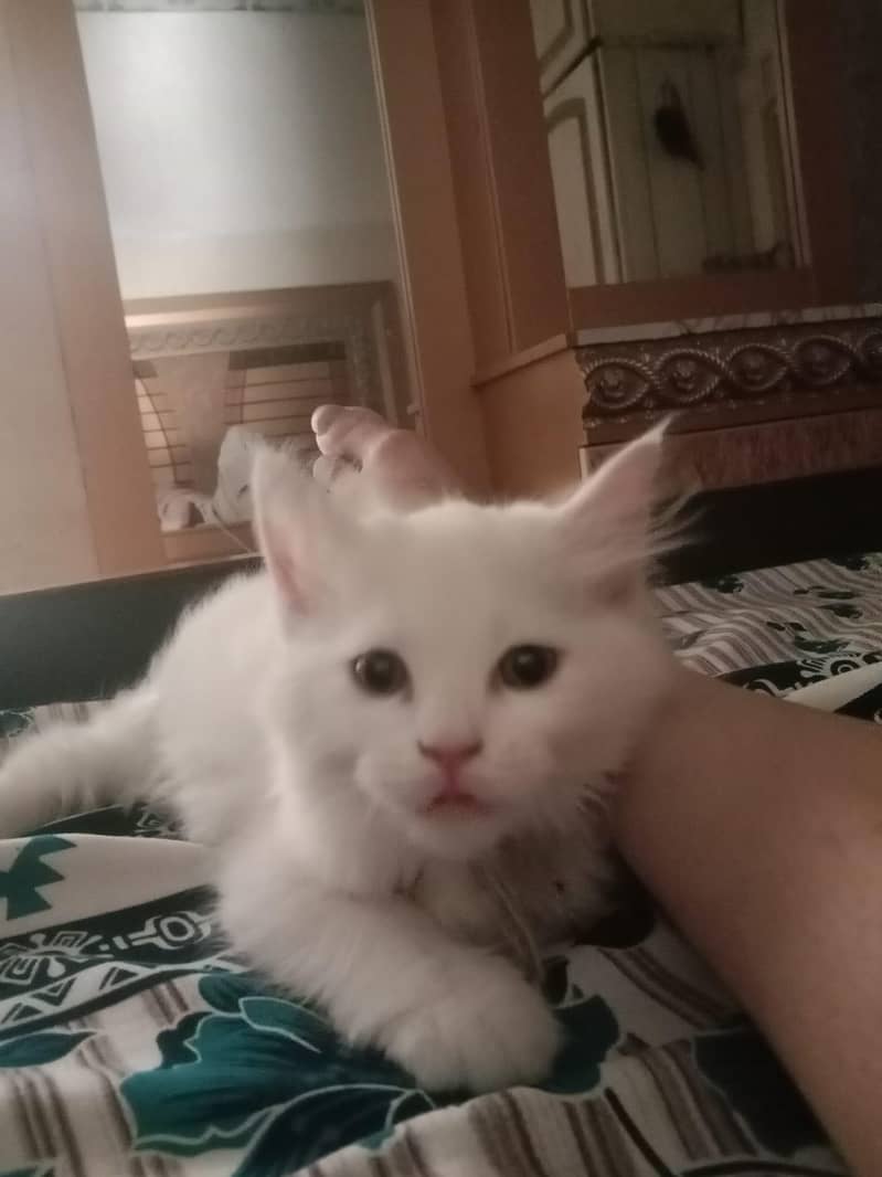 white cat 4