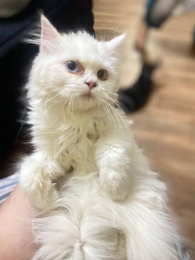 Persian kittens & cats for sale