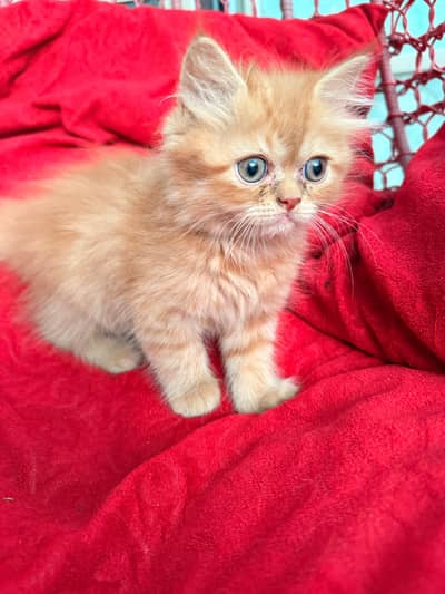 Persian cat for sale piki face breed