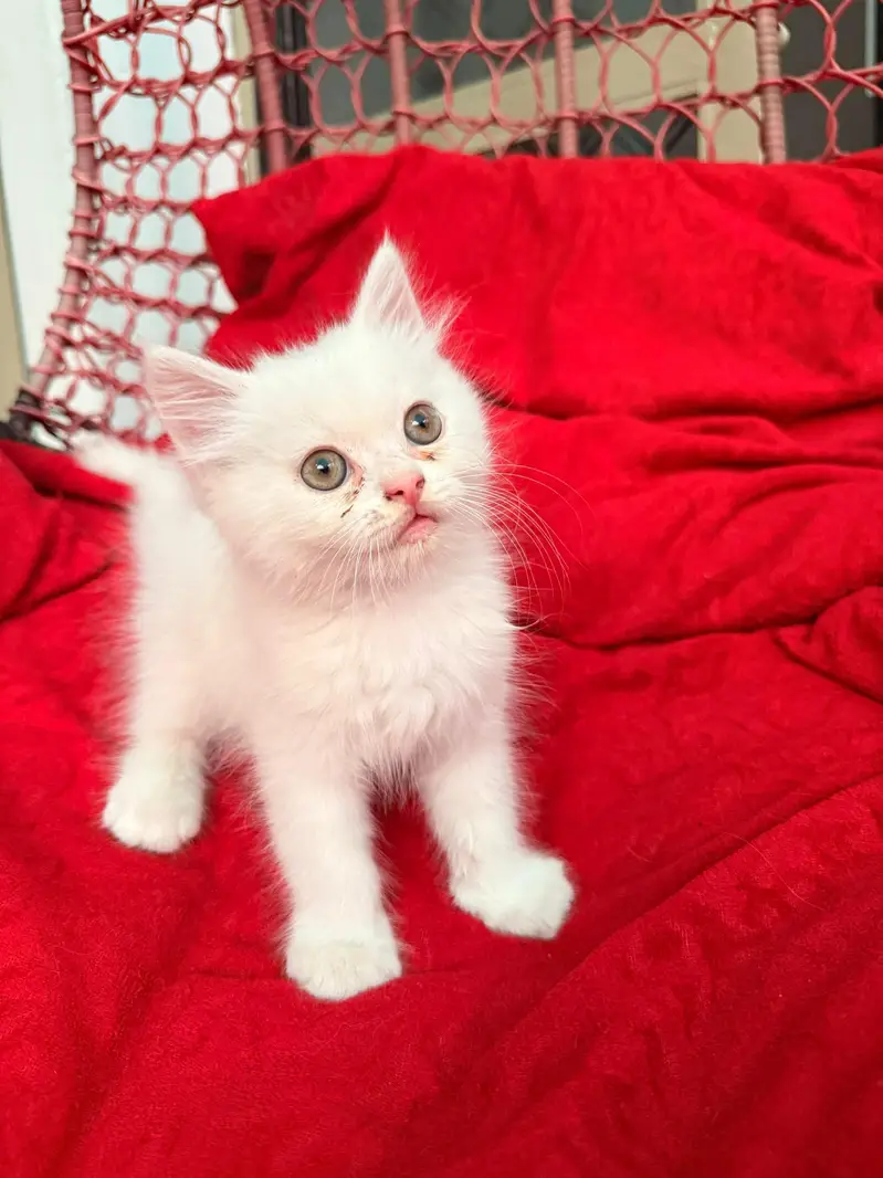 Persian cat for sale piki face breed — photo 3