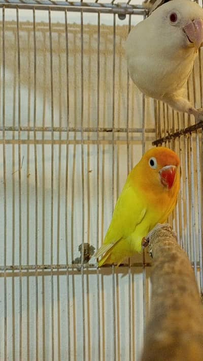 Decino Sapphire & Albino Red Eye