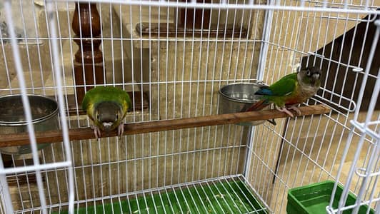 Green chick canore