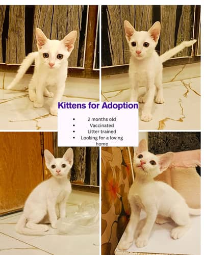 Kittens up for Adoption