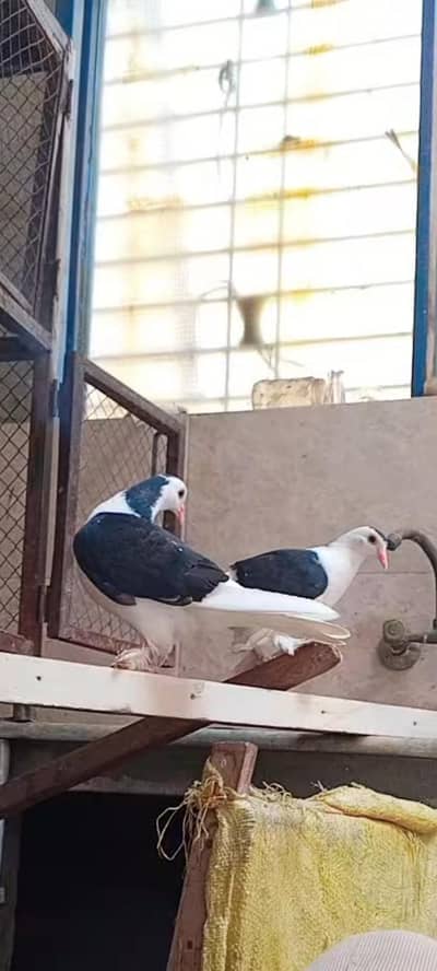 Beautiful pigeon for sale 03294548836
