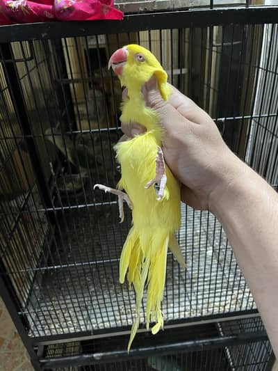 Birds & Cage available Check discription 03103300088