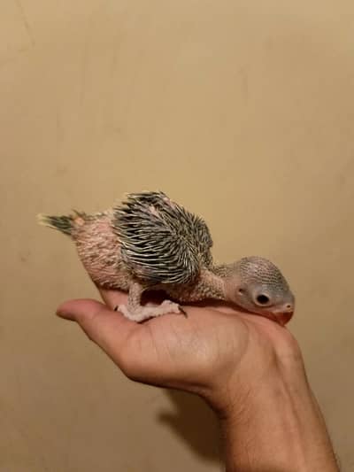 green parrot chick mithoo time wasters stay away plz 3500 final