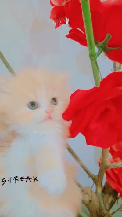 cute healthy kitten for sale