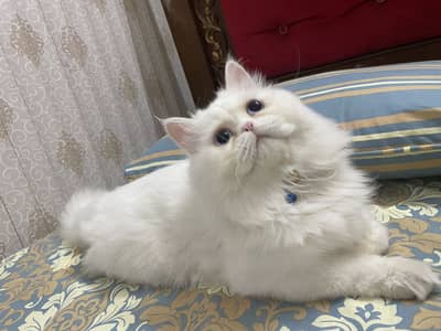 Blue eyes Tripple coat punch face Male Cat