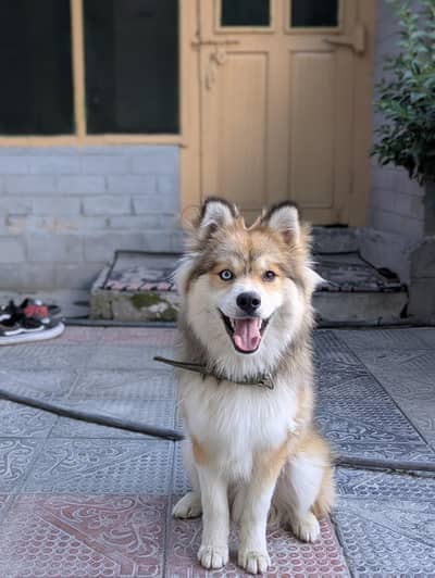 Stunning F1 Pomsky Male Adult (Odd Eyes / Fluffy Husky Coat)