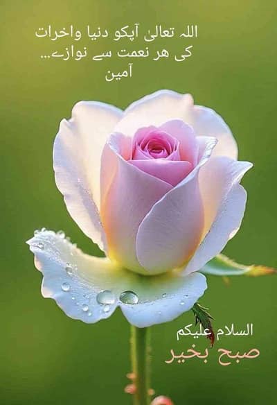 Mustafai