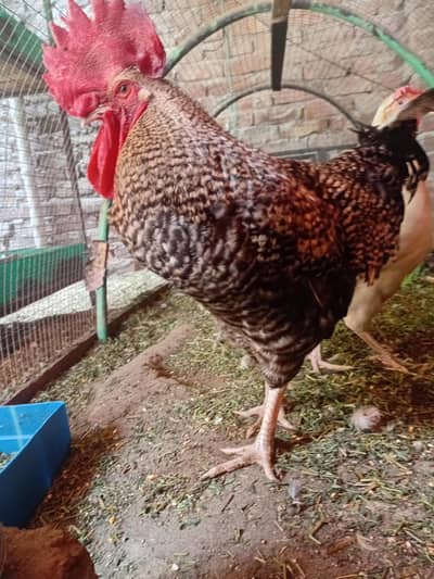 blue and black dragon chiks for sale