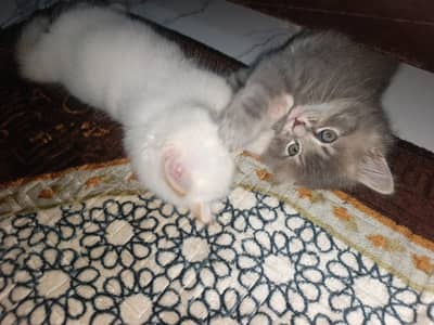 2 KITTENS  with mother for SALE!!!!!!