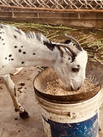 Bakra 03121077207