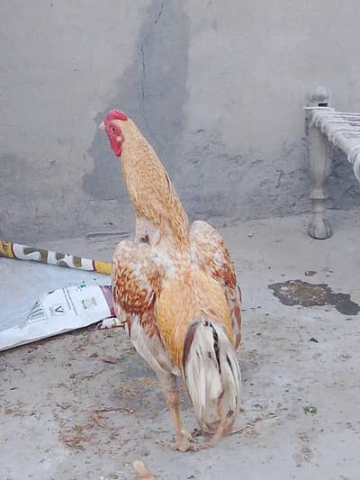 1 murga 2 murgia price 10500 03044304101