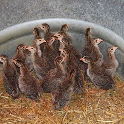 ginifaul chicks (chini murgi)