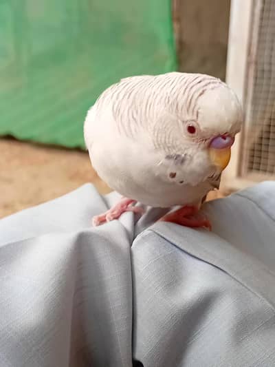 (Hand-Tame Male) For Sale (fallow Red Eye)